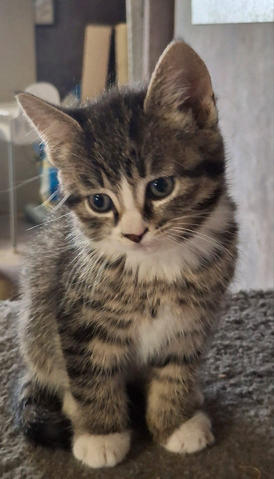 lieve sociale cyprese kittens, Meerdere dieren, Kortharig
