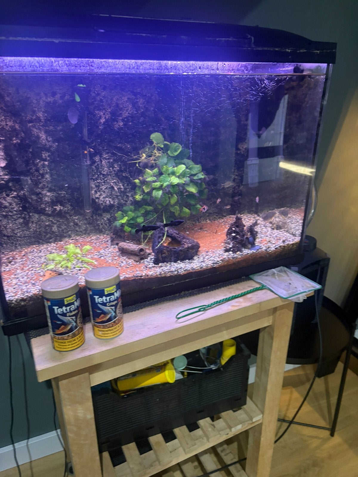 Zoetwater aquarium met ongeveer 10 visjes, Ophalen, Zo goed als nieuw, Gevuld zoetwateraquarium