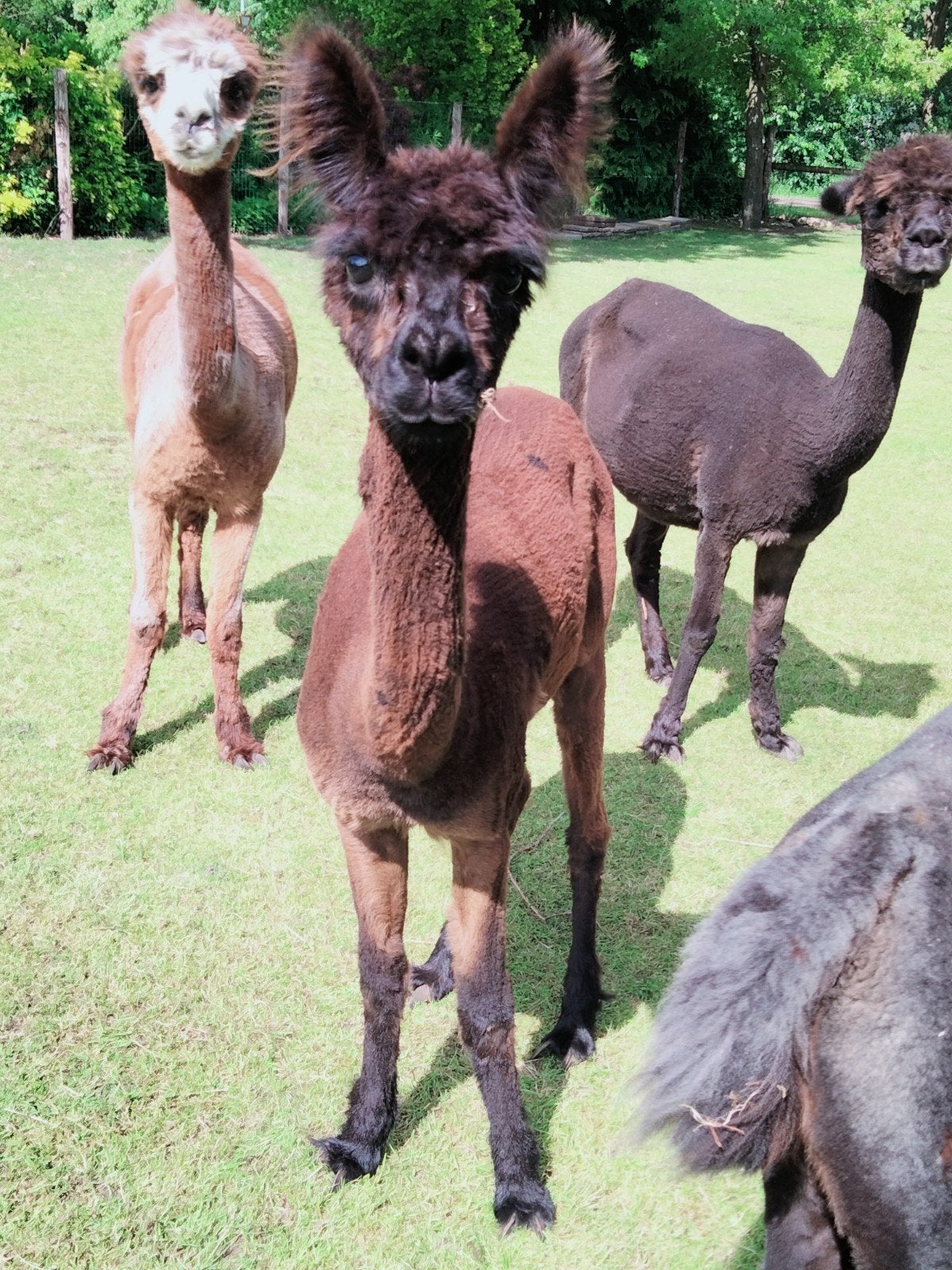 Alpaca Merrie 2 jaar, Mei, Vrouwelijk