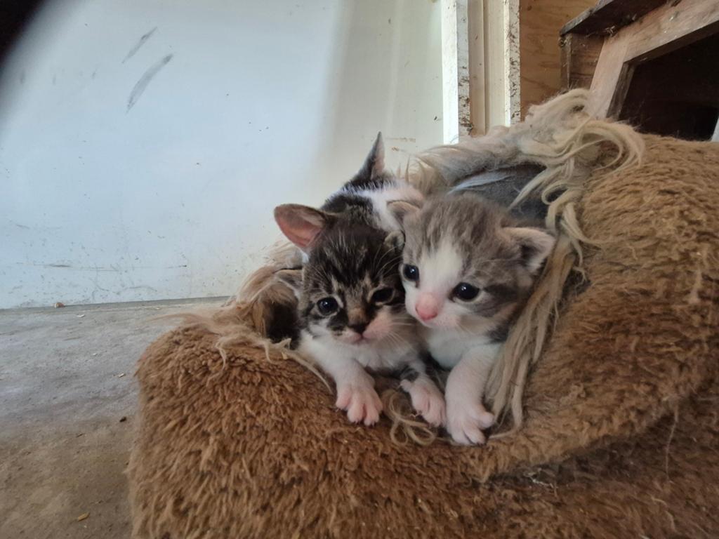 Te koop 2 mooie lieve kittens, Dieren en Toebehoren, Katten en Kittens | Overige Katten, Poes