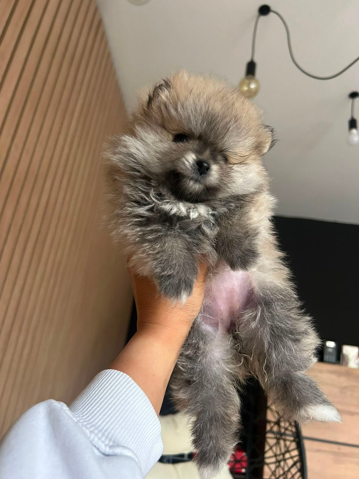 Teacup bearface pomeriaan pup, Dieren en Toebehoren, Honden | Poolhonden, Keeshonden en Oertypen, 8 tot 15 weken, Teef, Eén hond