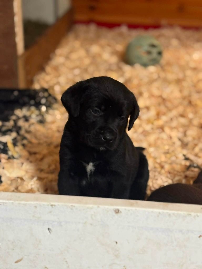 Prachtige Labrador pups, Dieren en Toebehoren, 8 tot 15 weken, Parvo, Meerdere, Meerdere dieren