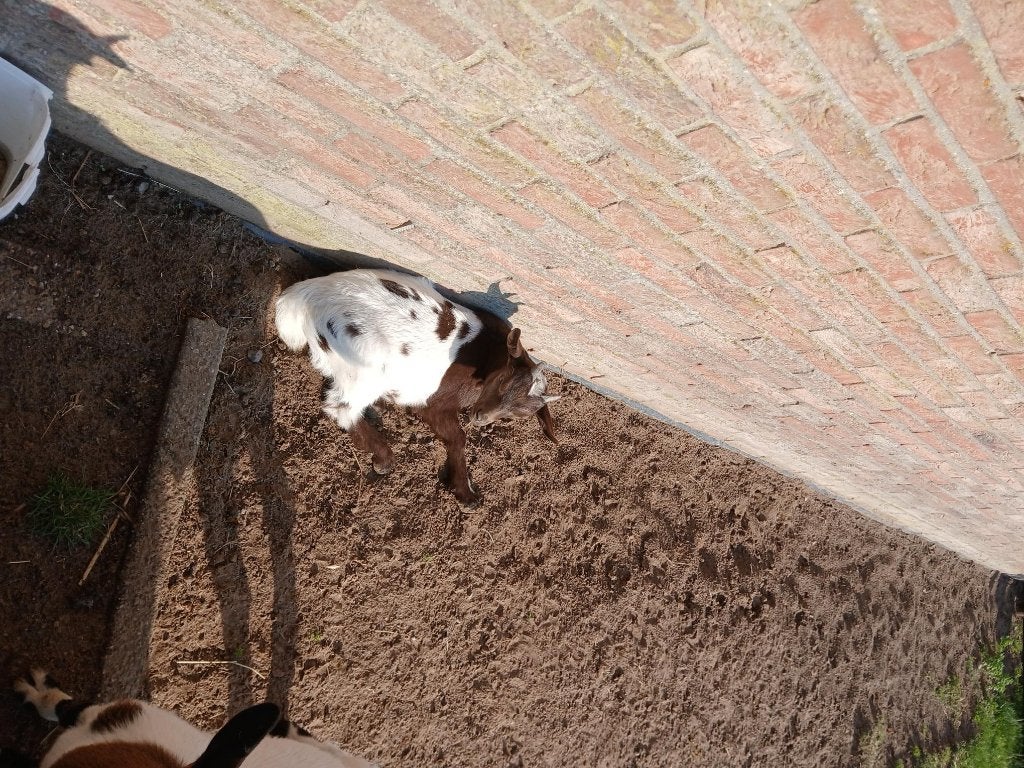 Dwergbok, Dieren en Toebehoren, Mannelijk, Geit, 0 tot 2 jaar