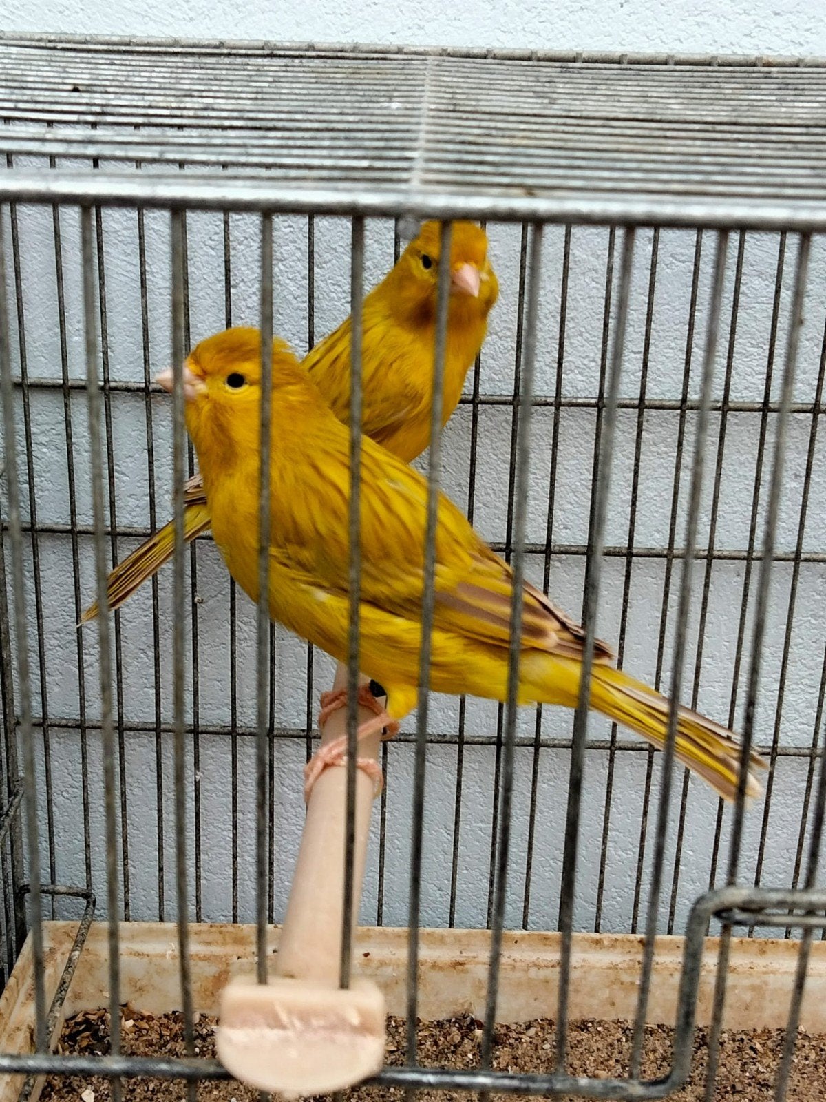 kleurkanaries isabel geel, Dieren en Toebehoren, Meerdere dieren, Kleurkanarie