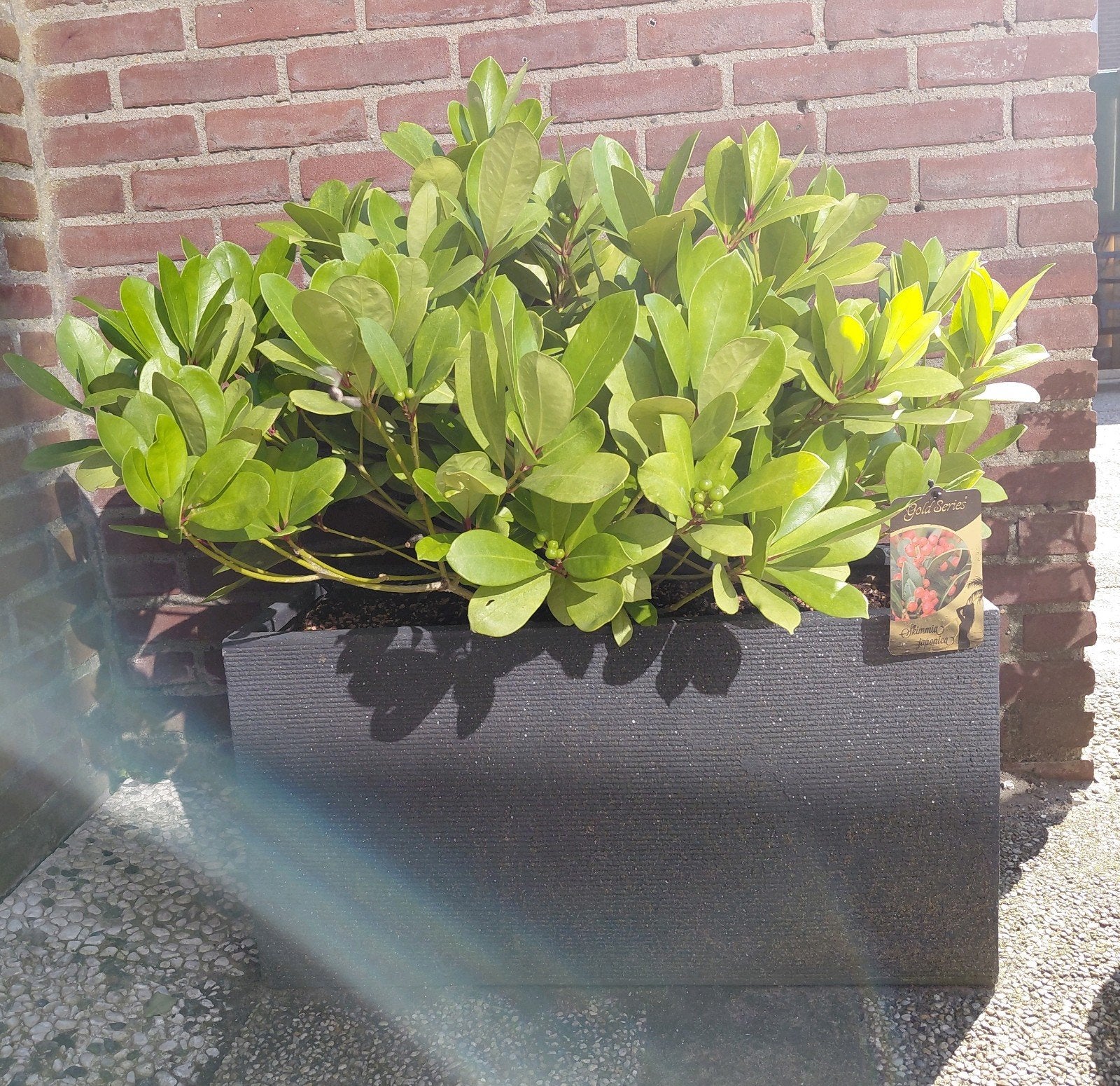 Grote Skimmia Japonica in Plantenbak, Tuin en Terras, Ophalen, Vaste plant, Overige soorten, Halfschaduw
