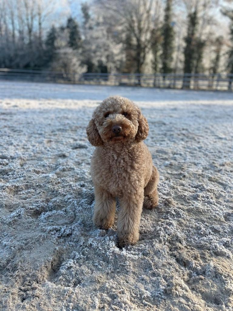 Mini Labradoodle dekreu. Volledig getest, Parvo, Eén hond, 3 tot 5 jaar, Nederland