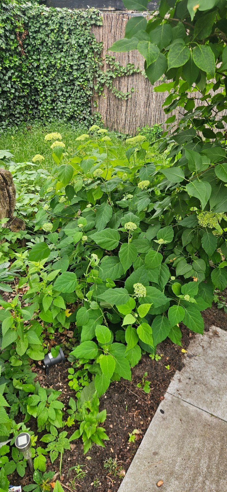 Mooie, witte hortensia's, Vaste plant, Halfschaduw, Zomer, Ophalen