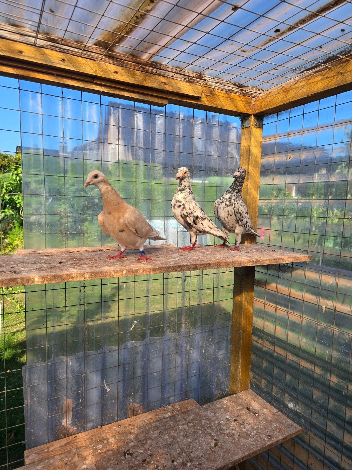 Almond postduiven duiven te koop, Dieren en Toebehoren, Vogels | Duiven, Meerdere dieren, Postduif