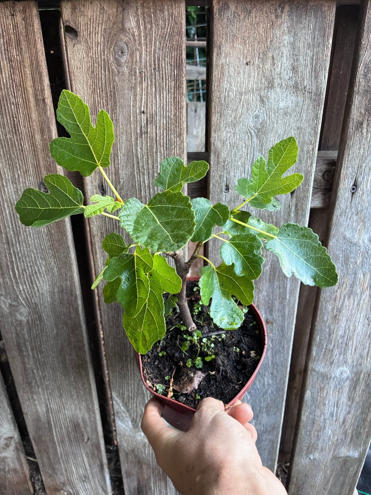 Vijg ‘Brown Turkey’, Ophalen, Ficus, Halfschaduw, Minder dan 100 cm