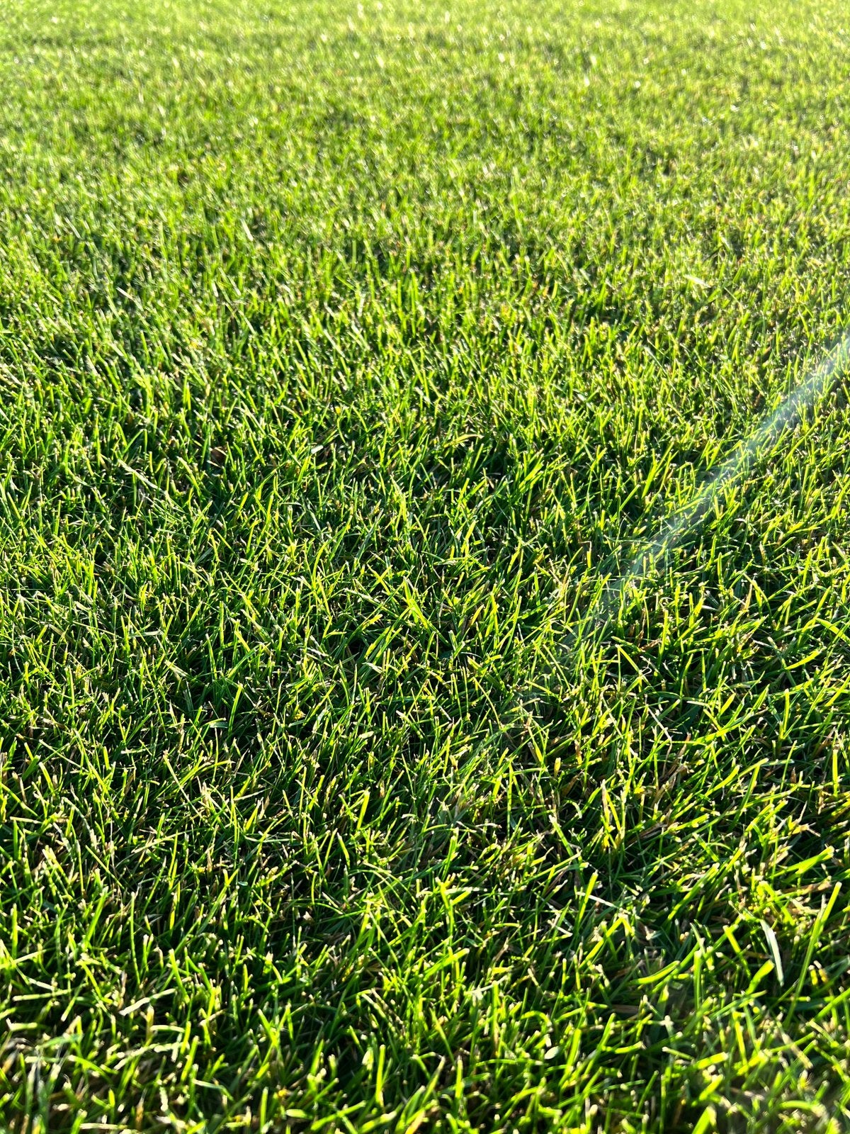 Graszoden Leggen | Nieuw Gazon van A tot Z