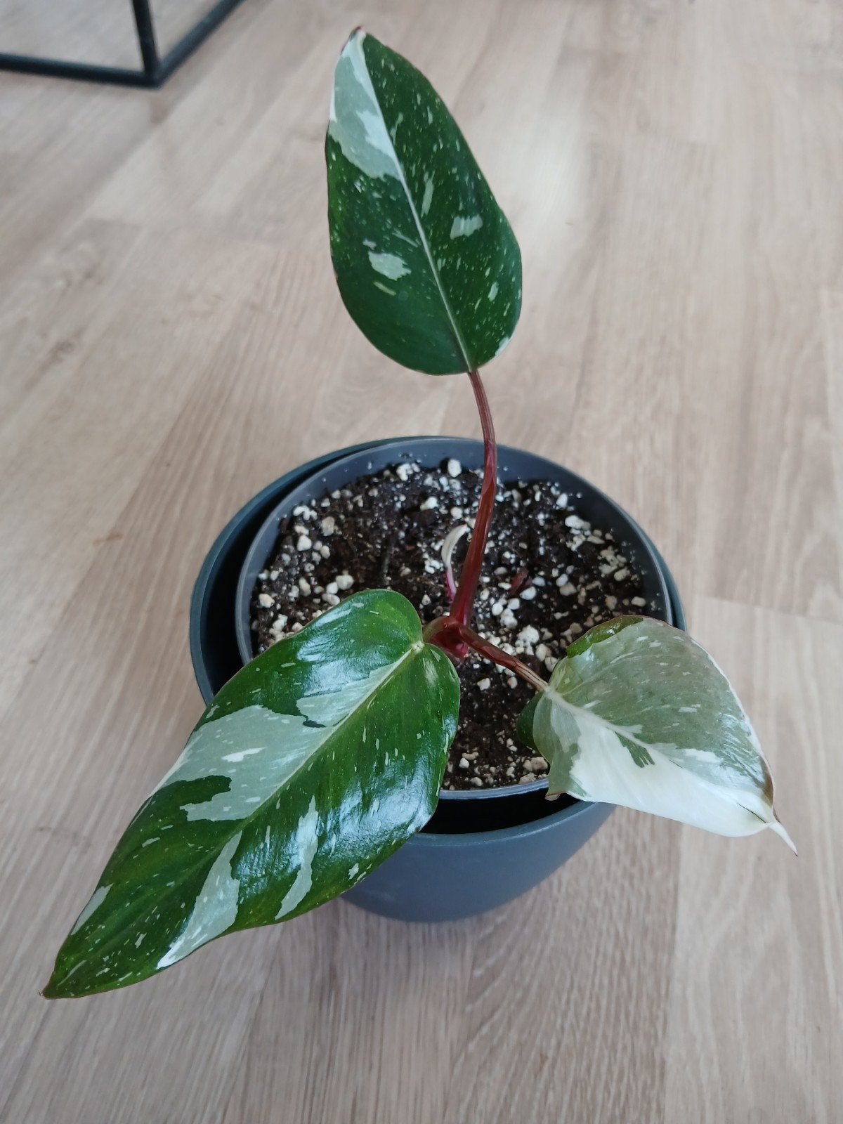 Philodendron Red Anderson, Huis en Inrichting, Kamerplanten, Ophalen of Verzenden, Halfschaduw, Minder dan 100 cm