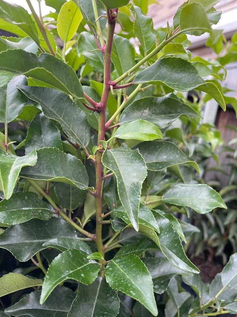 Portugese laurier (Prunus Lusitanica Brenelia) in 2,4L pot, Ophalen, Laurier, Haag, Minder dan 100 cm