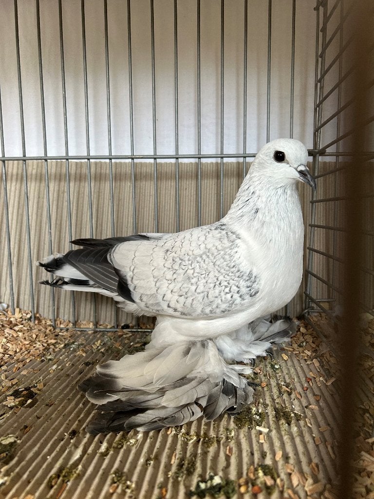 ijsduif ijsduiven sierduif sierduiven, Dieren en Toebehoren, Vogels | Duiven, Meerdere dieren, Overige soorten
