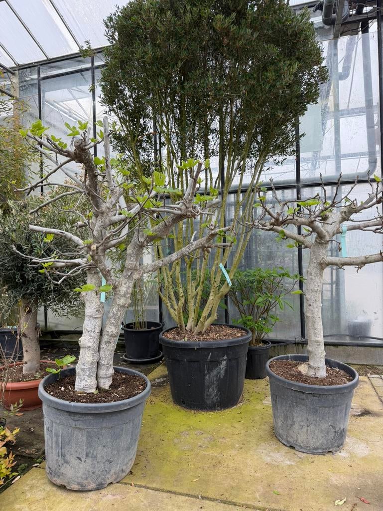 Ficus carica Oude stam 100-120, Bloeit niet, Overige soorten, 100 tot 250 cm, Ophalen