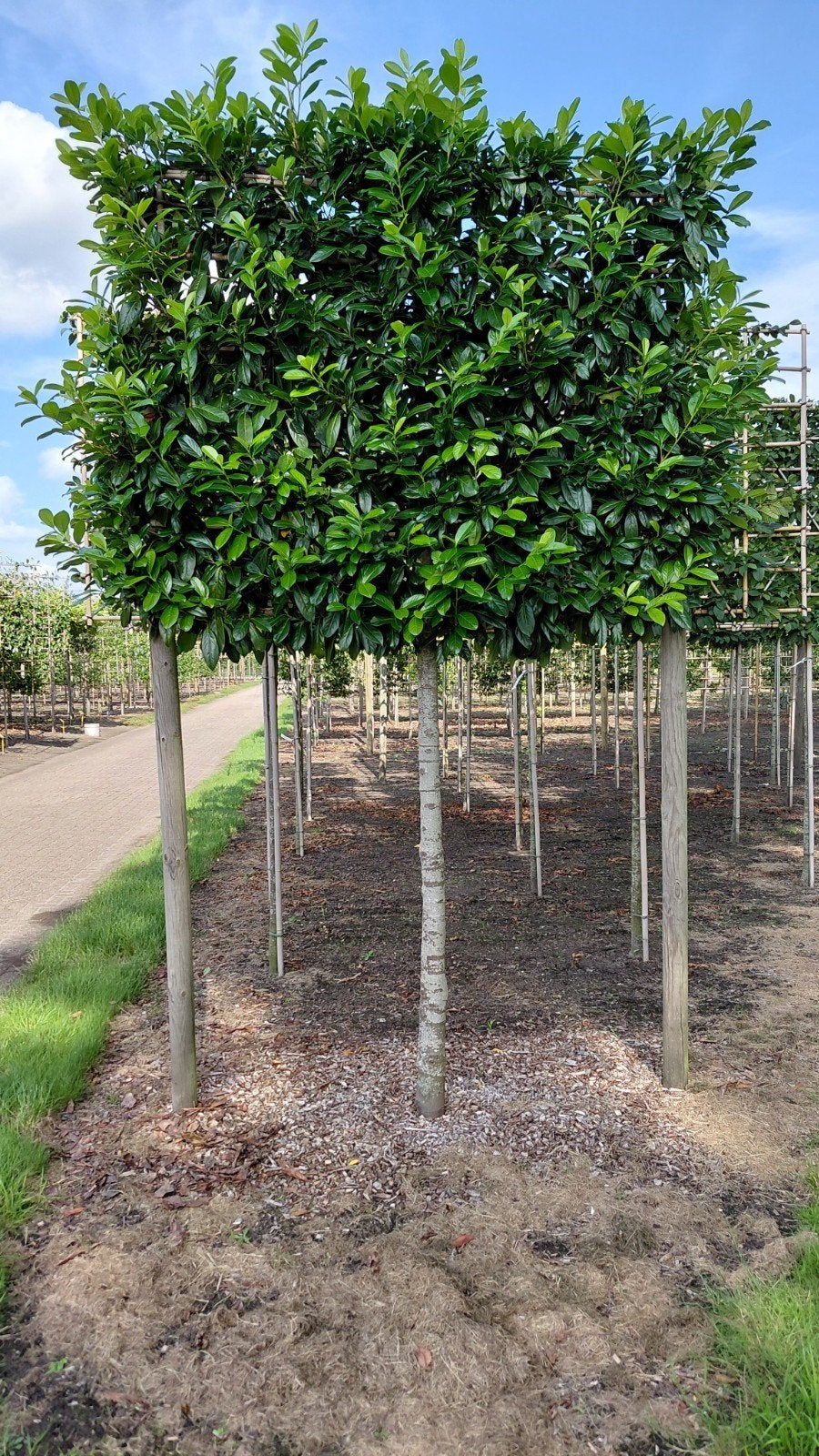 Lei Laurier 'Novita' - Groenblijvende Leiboom, Leiboom, Lente, 250 tot 400 cm, Ophalen