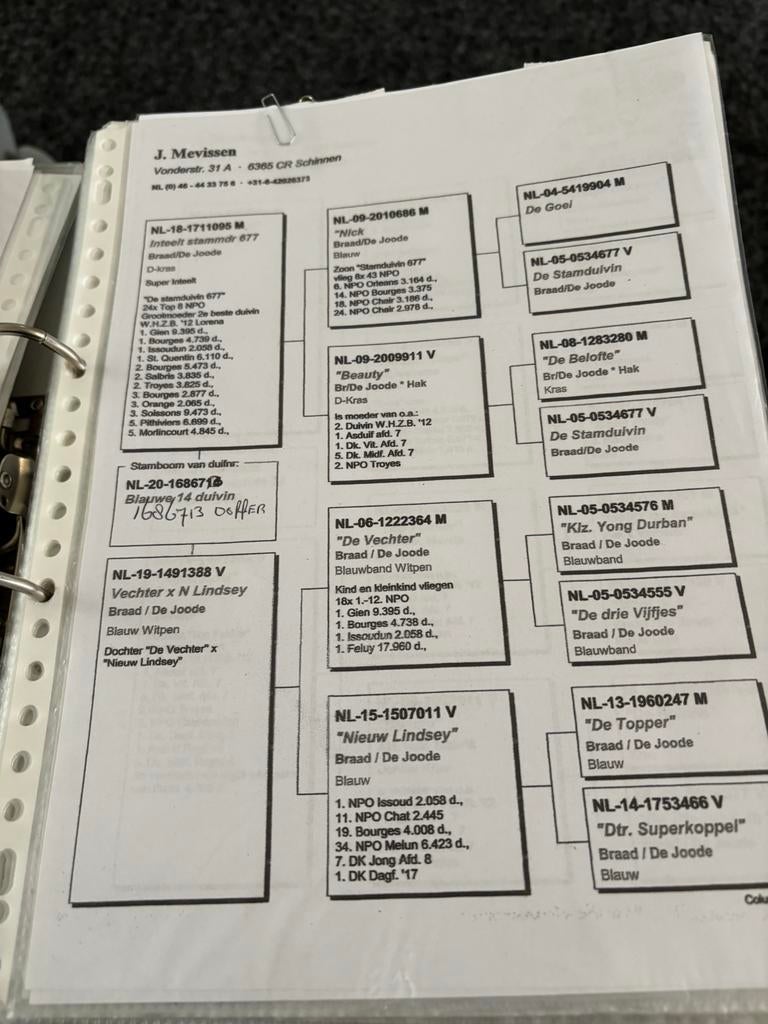 Kweekduivin, Dieren en Toebehoren, Vrouwelijk, Postduif