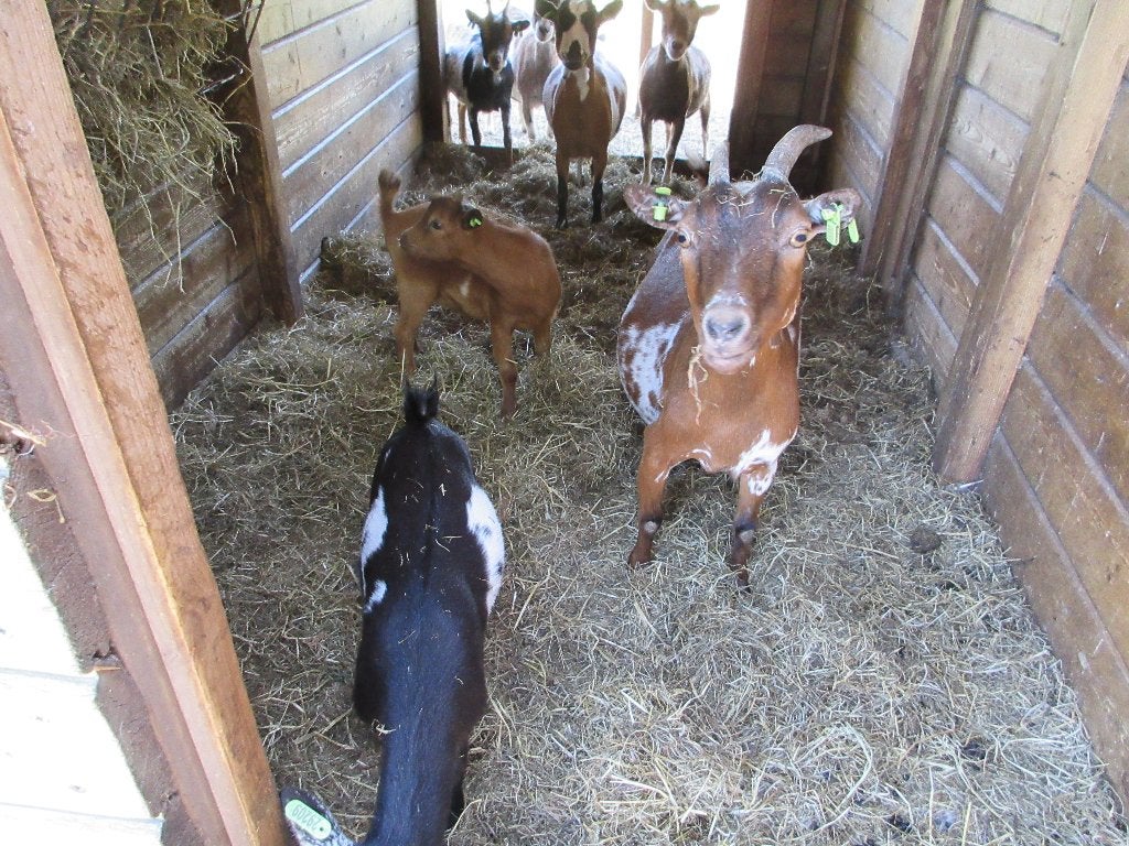 Moeder geit met 2 bokjes, Vrouwelijk, Geit, 3 tot 5 jaar