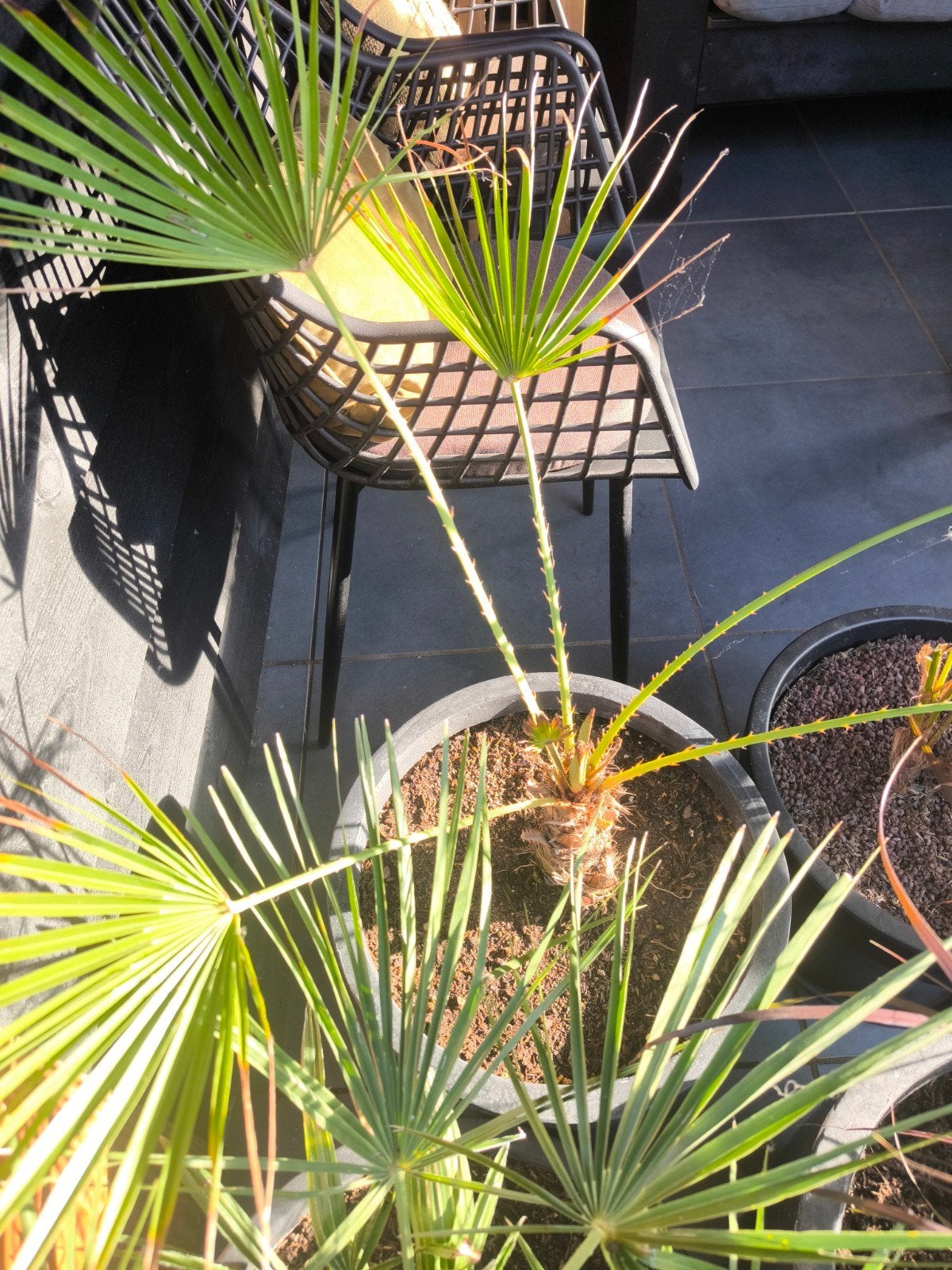 Chamaerops Humilis plant (weer opgelapt), Volle zon, Vaste plant, Bloeit niet, Ophalen