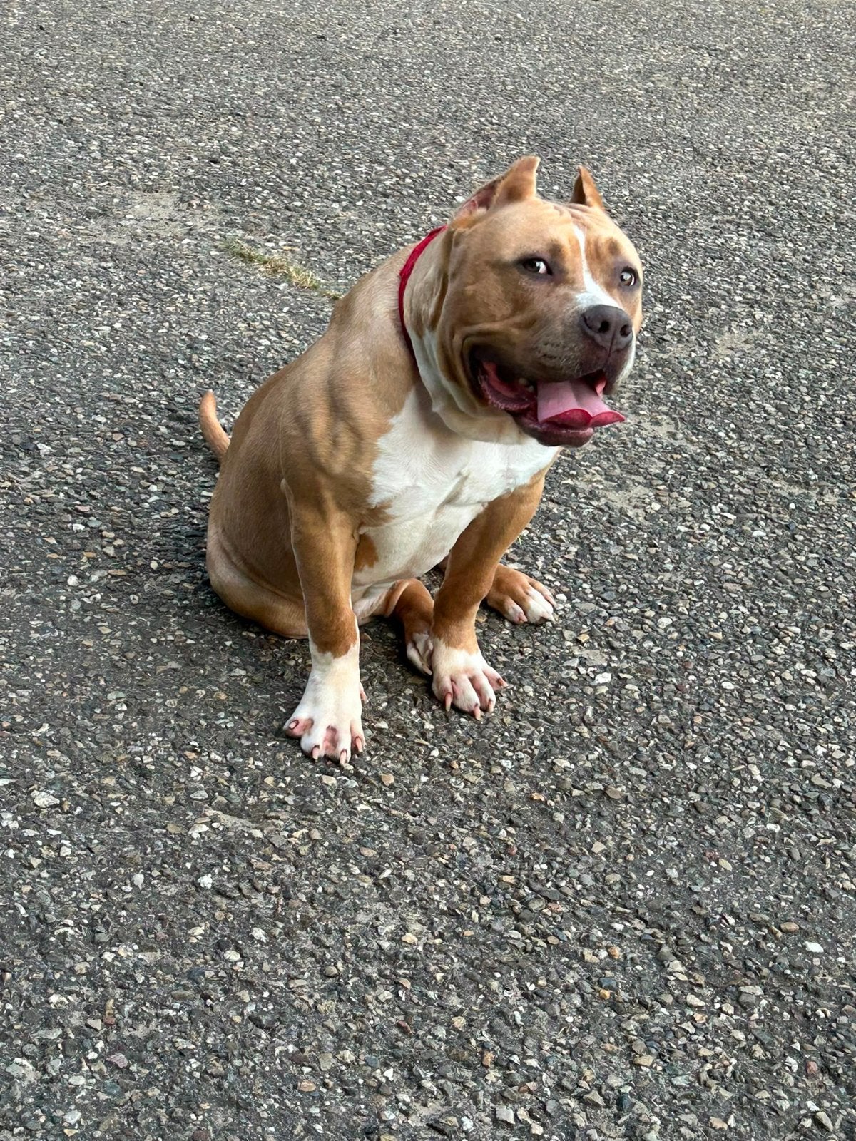 Amerikaan bully XL, Dieren en Toebehoren, 15 weken tot 1 jaar, Overige rassen, Teef, Parvo