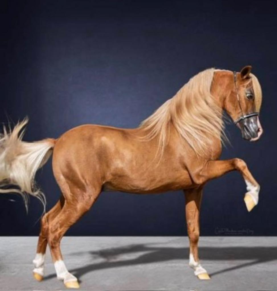 Deze lieve amerikaanse mini hengst zoekt een nieuw huisje, Dieren en Toebehoren, Paarden en Pony's | Dekhengsten en Fokmerries