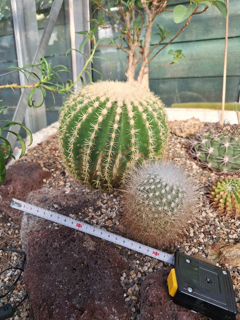 Cactus, Tuin en Terras, Planten | Tuinplanten, Ophalen, Vaste plant, Overige soorten, Volle zon