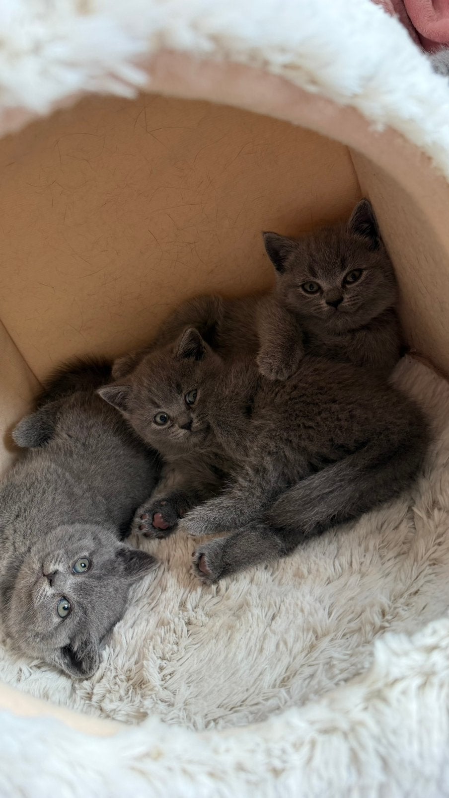 Britse Korthaar kittens, Dieren en Toebehoren, Meerdere dieren, Ontwormd