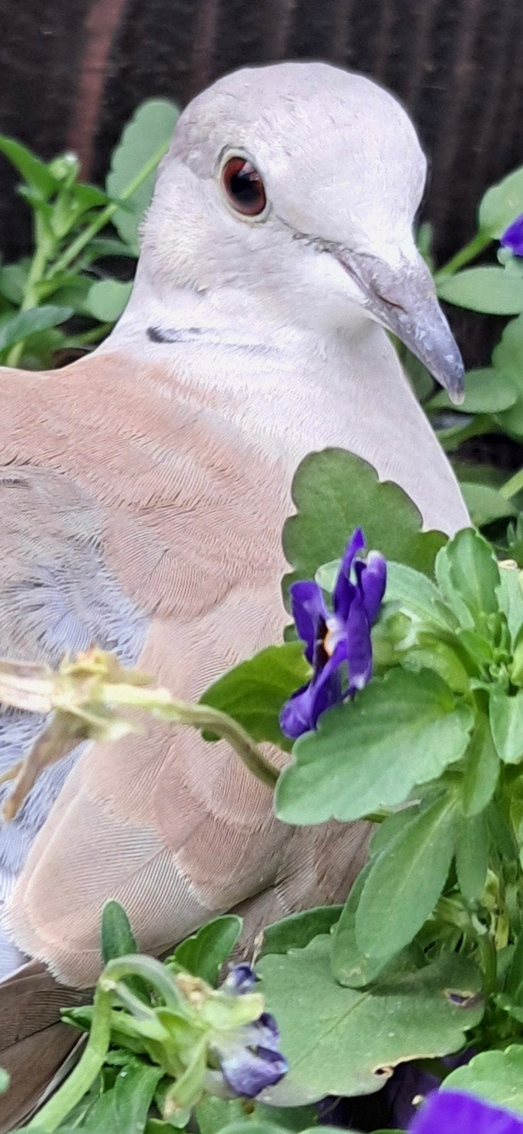 Jonge tortel/lachduif., Dieren en Toebehoren, Vrouwelijk, Postduif