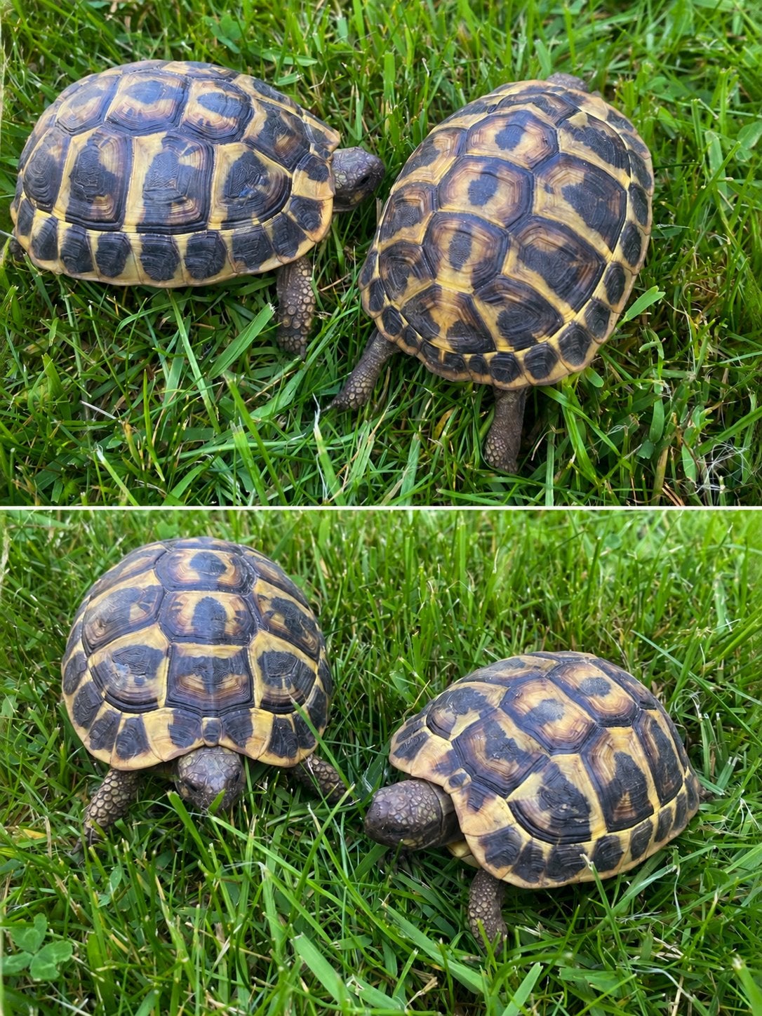Testudo hermanni hermanni Variose VAR Tortoise - unknown for sale from R.J. van Sluis
