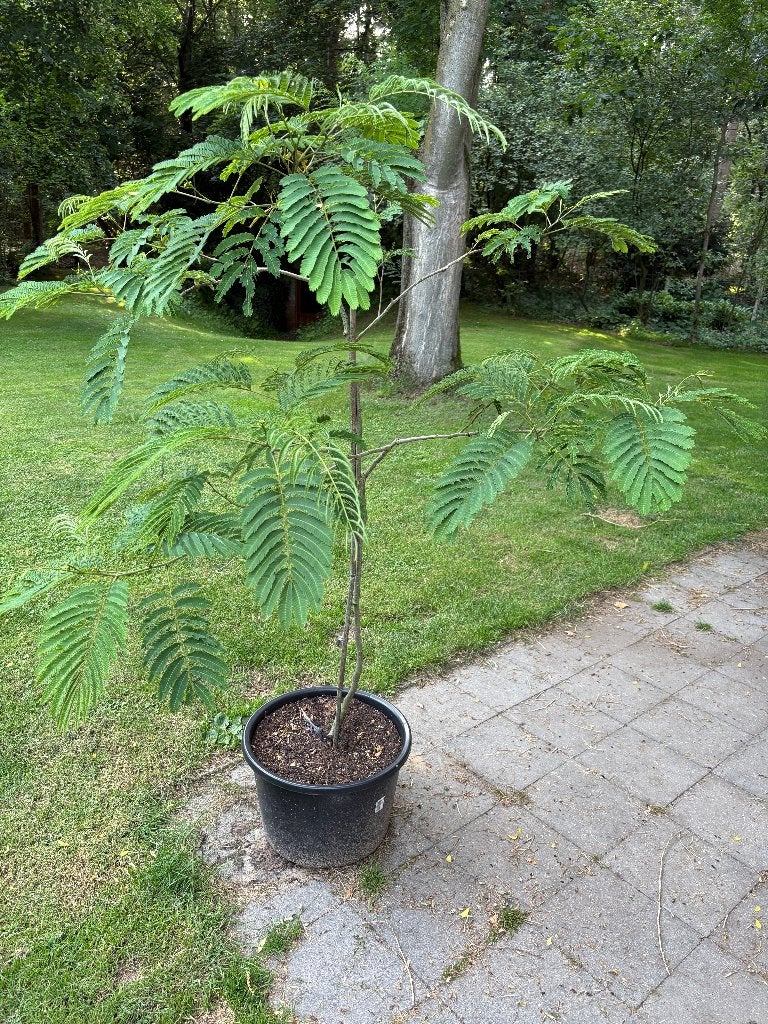 Perzische slaapboom Albizia julibrissin, Tuin en Terras, Planten | Bomen, 100 tot 250 cm, Dakboom, Zomer, Ophalen