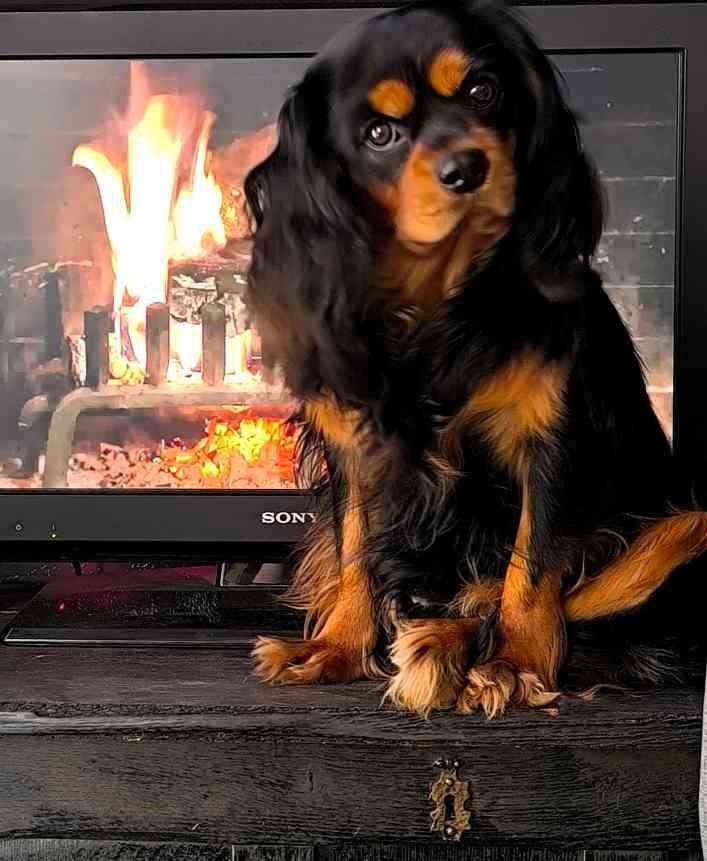 Dekreu cavalier king charles spaniel, Parvo, Reu, 1 tot 2 jaar, Eén hond