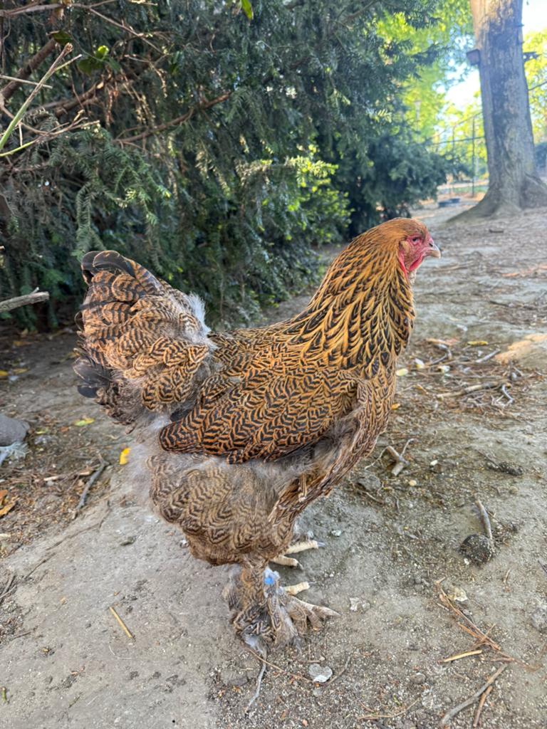 Brahma goudpatrijs / meerzomigpatrijs, Dieren en Toebehoren, Pluimvee, Meerdere dieren, Kip