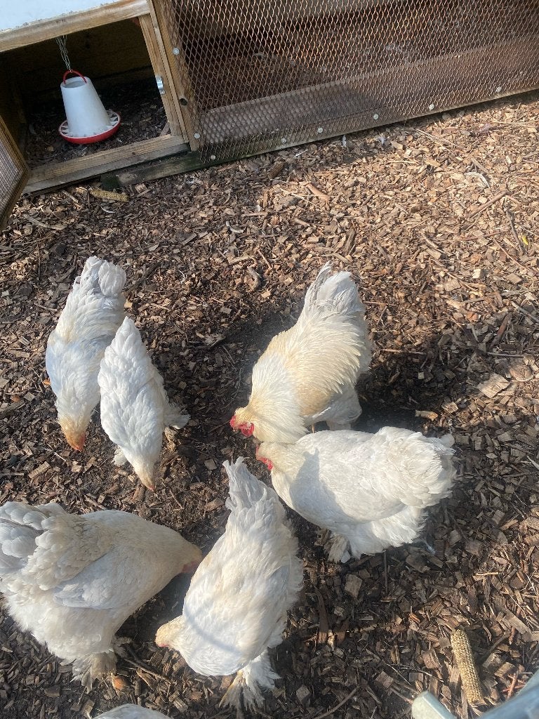 Brahma isabel haan GEZOCHT, Dieren en Toebehoren, Mannelijk, Kip
