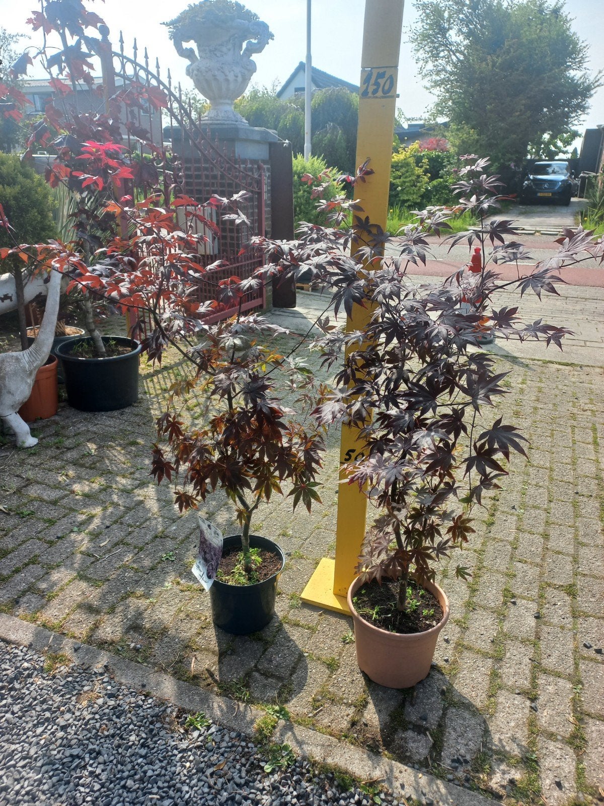 Acer Palmatum Bloodgood, Vaste plant, Bloeit niet, Halfschaduw, Ophalen