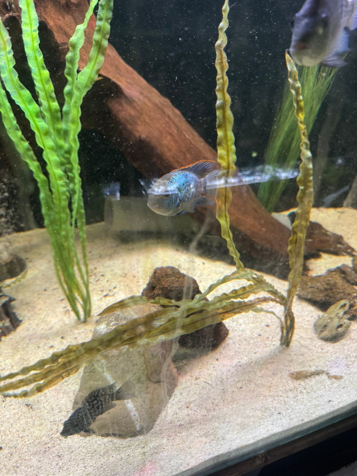 Jong koppel electric blue acara, Vis