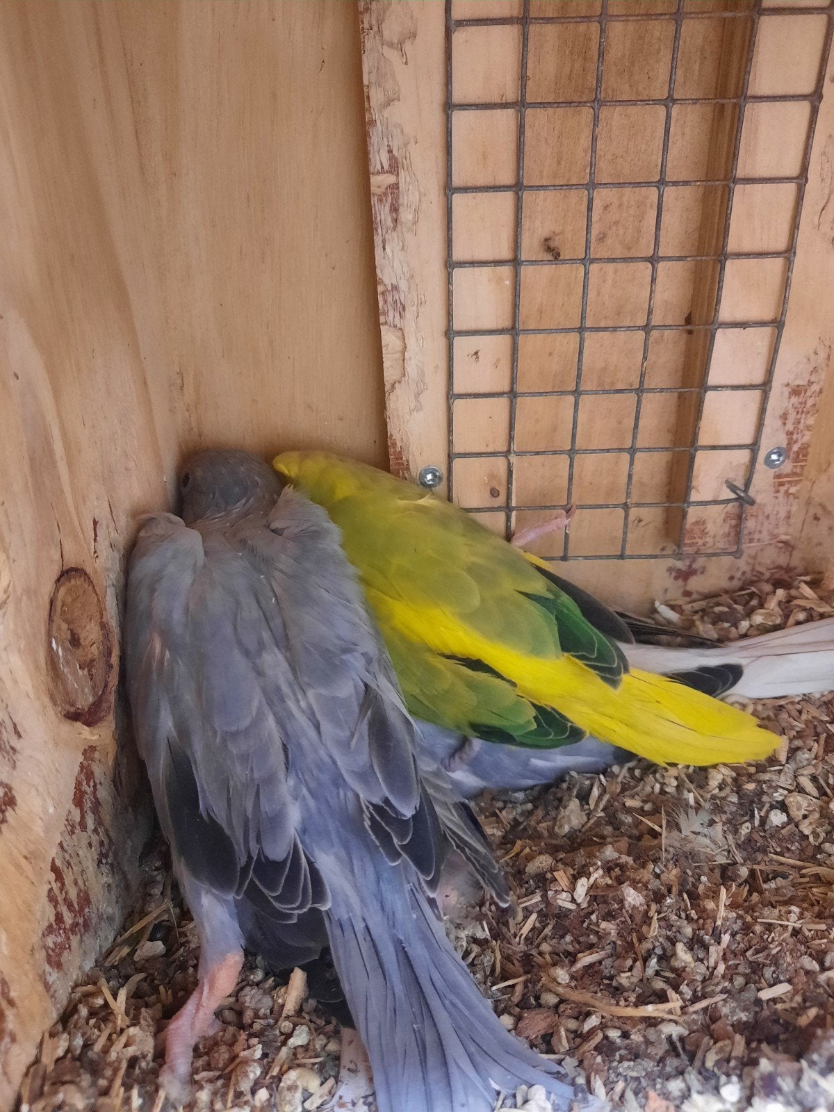 Te koop halsbandparkiet, Geslacht onbekend, Parkiet