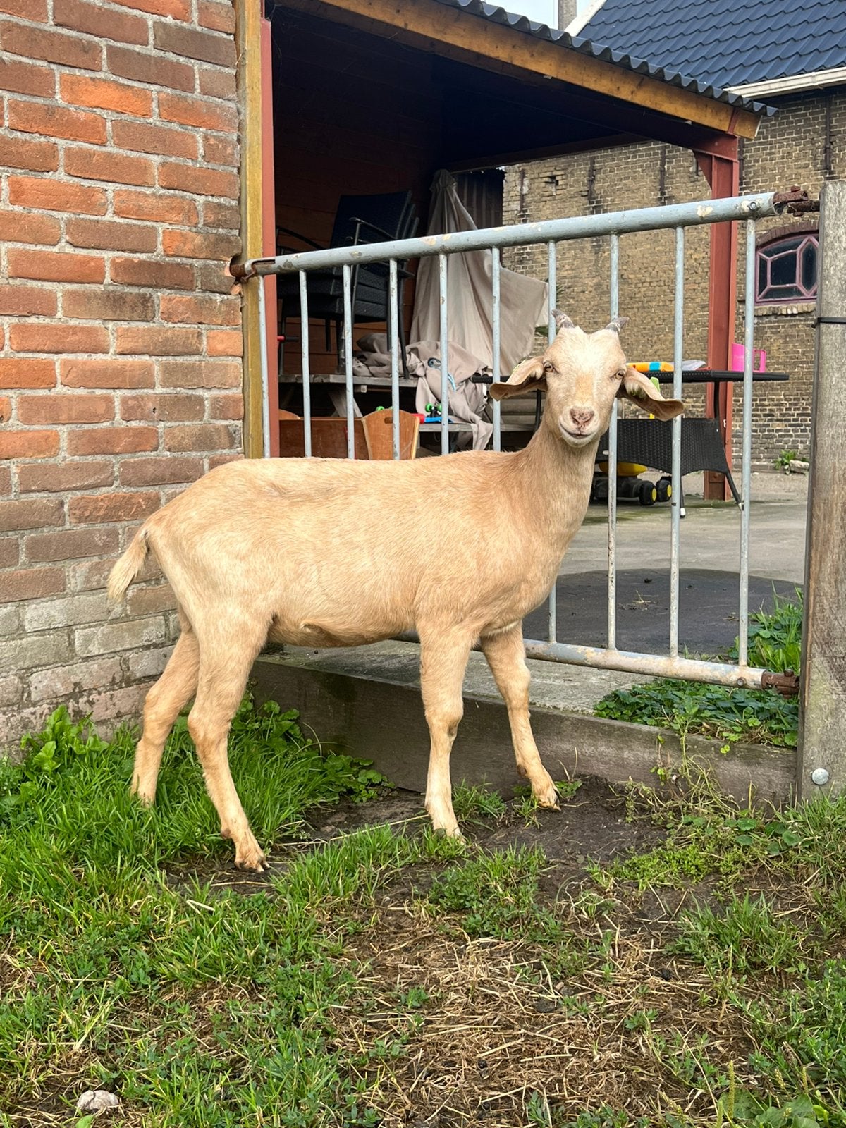 Eye catcher mooie jong geit, Dieren en Toebehoren, Vrouwelijk, Geit, 0 tot 2 jaar