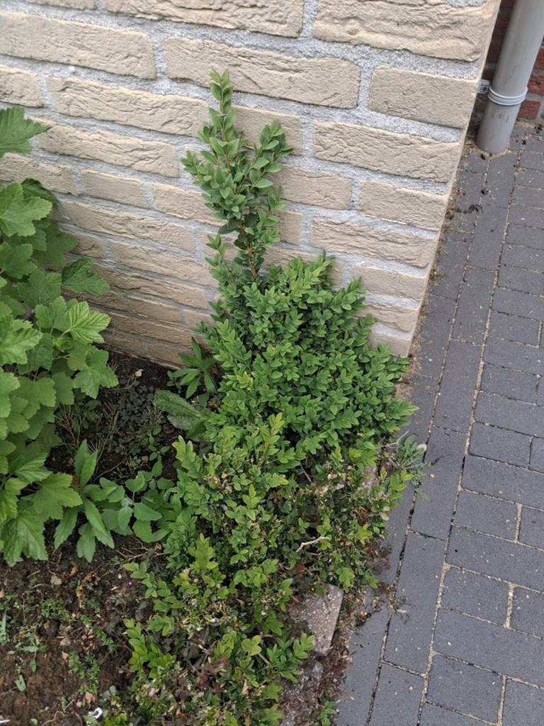 Gratis - buxus plantjes, Tuin en Terras, Planten | Tuinplanten, Ophalen, Bloeit niet, Overige soorten, Volle zon