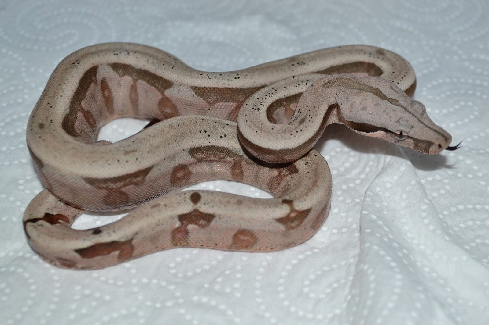 Boa constrictor amarali Boa Constrictor - unknown for sale from Anke