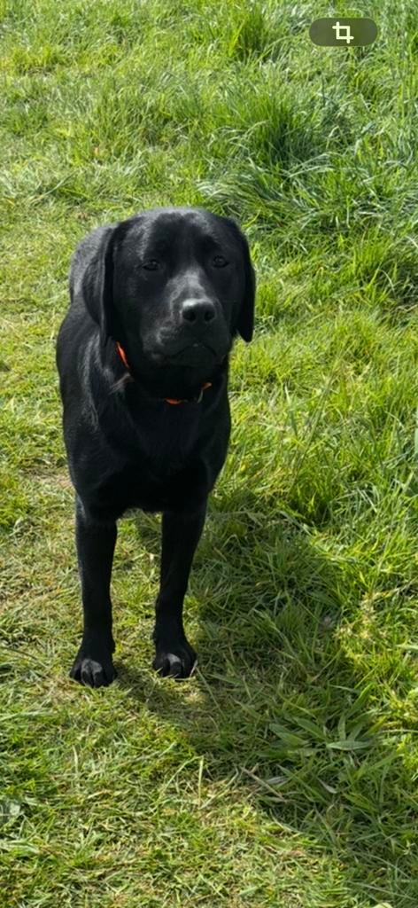 Labrador teef van 10 maanden, Parvo, 15 weken tot 1 jaar, Teef, Labrador retriever