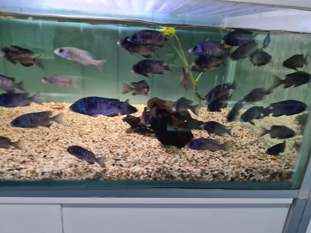 Placidochromis Phenochilus Mdoka White Lips Malawi Cichliden, Dieren en Toebehoren, Vissen | Aquariumvissen, Vis, Zoetwatervis