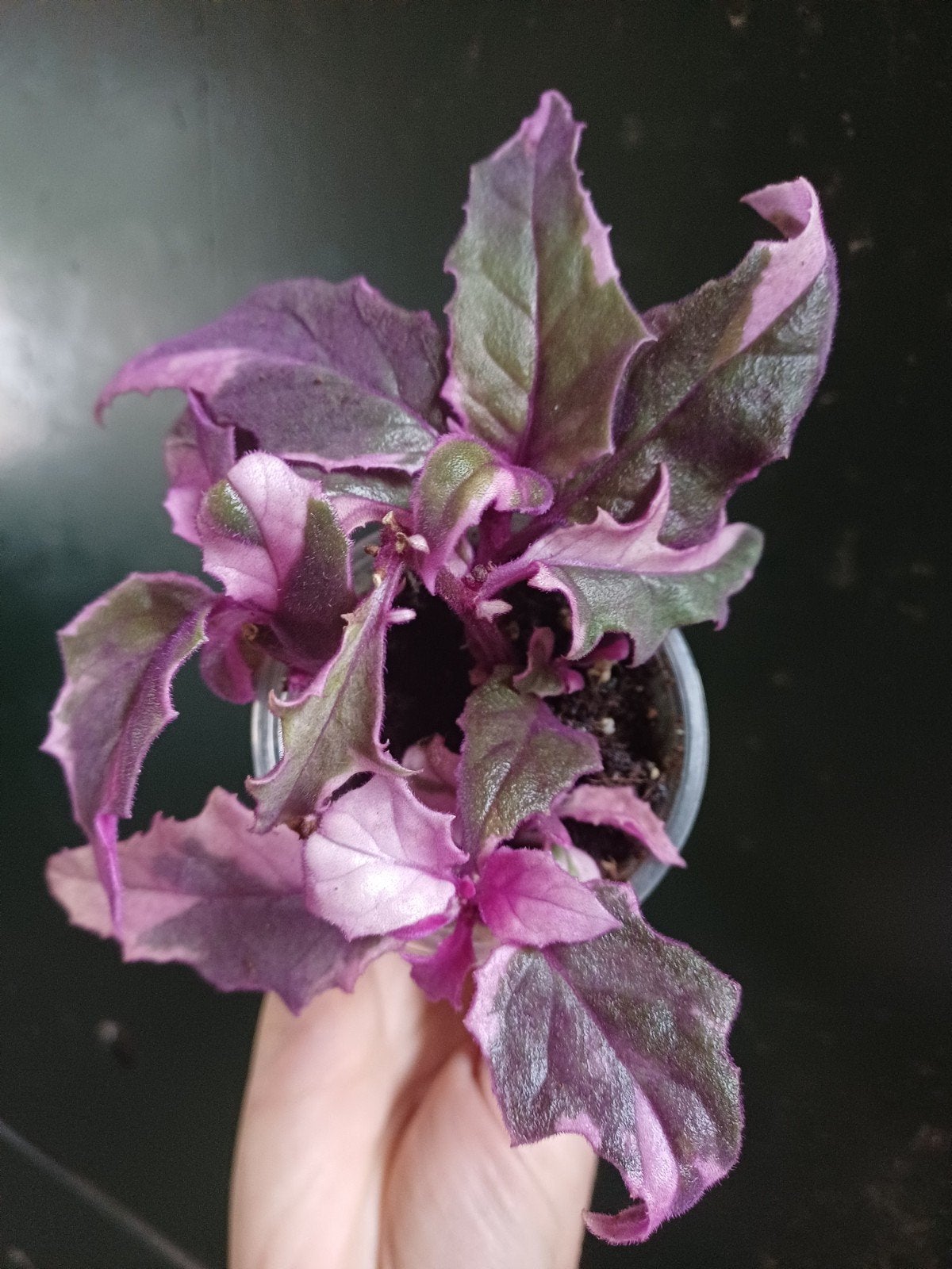 Gynura aurantiaca 'Purple Passion', Huis en Inrichting, Ophalen of Verzenden, Halfschaduw, Minder dan 100 cm