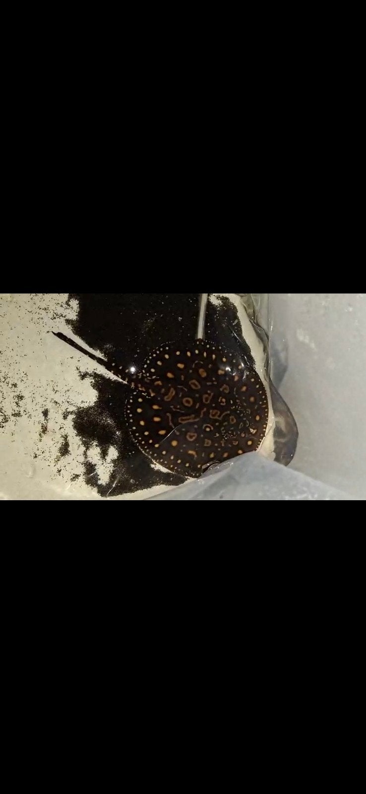 potamotrygon black diamond x thay hybride 12/14 disk, Dieren en Toebehoren, Vissen | Aquariumvissen, Vis