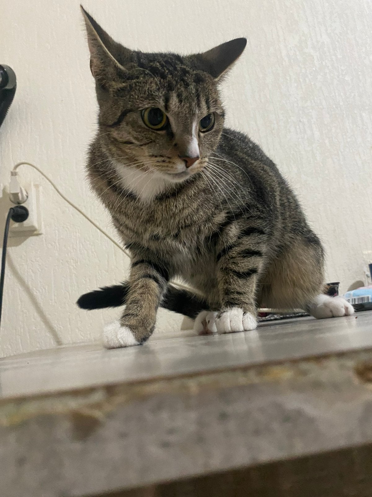 Poes 1 jaar, Poes