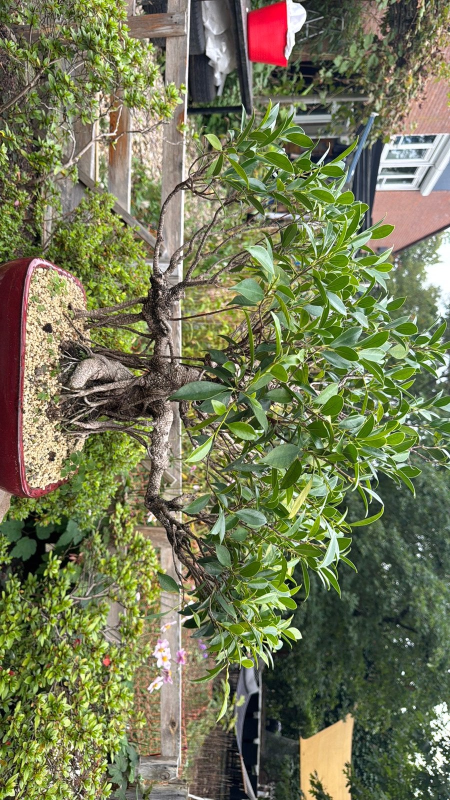 Bonsai Ficus, Ophalen, Bloeit niet, Overige soorten, Minder dan 100 cm