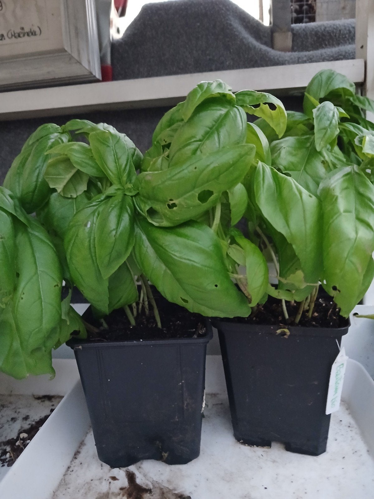 Basilicum. Bio, Tuin en Terras, Planten | Tuinplanten, Ophalen, Overige soorten, Volle zon