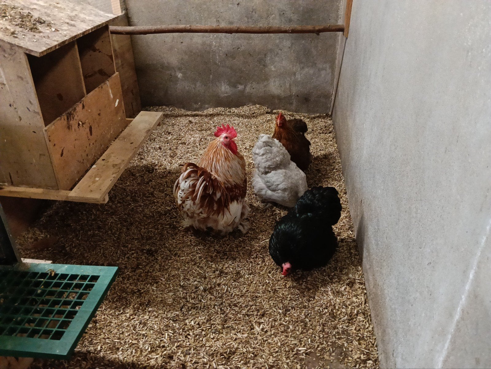 cochin kriel broedeieren, Geslacht onbekend, Kip