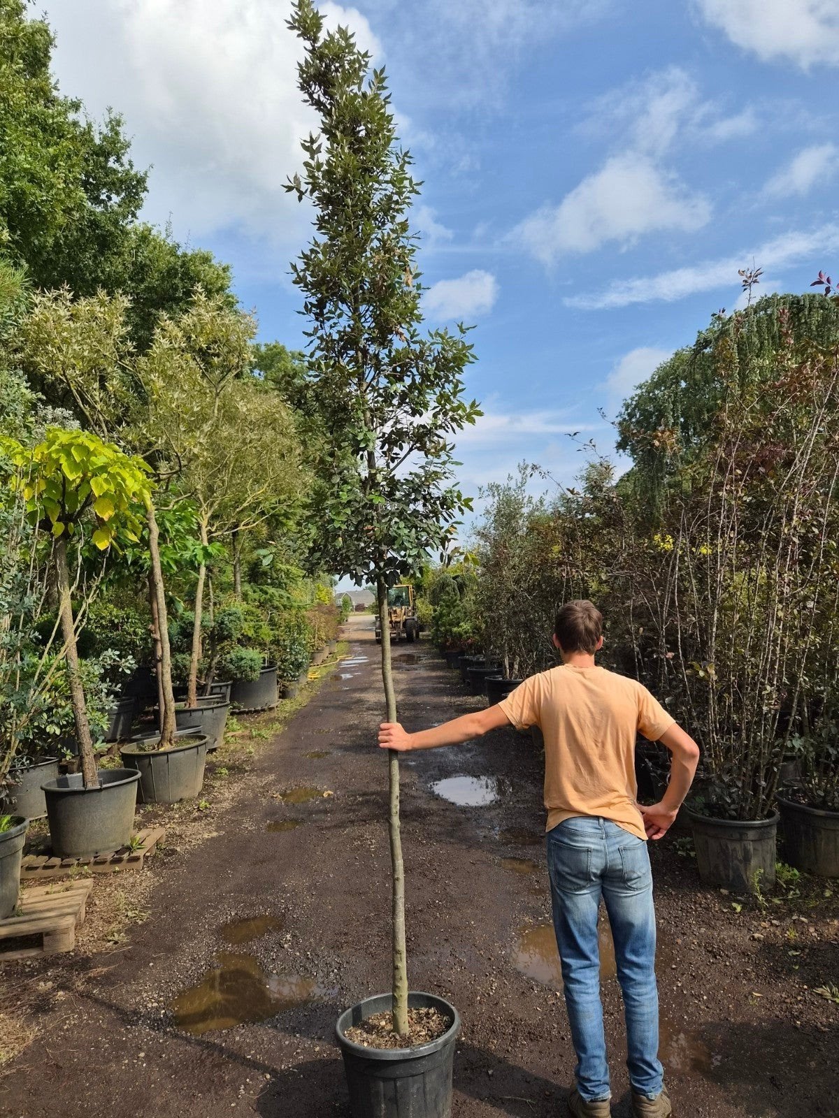 Quercus Ilex Hoogstam boom, Tuin en Terras, Bloeit niet, Overige soorten, 250 tot 400 cm, Ophalen