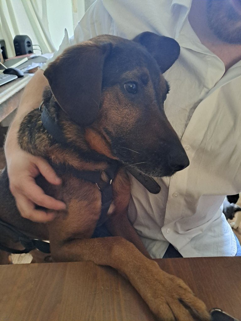 JONNY 8jr Rustig en stil in huis/zindelijk/energiek buiten, 6 jaar of ouder, Parvo, Buitenland, Eén hond