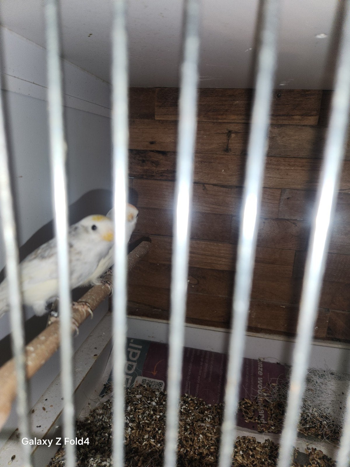 koppel  1 barmsijs, Meerdere dieren, Wildzangvogel, Geringd
