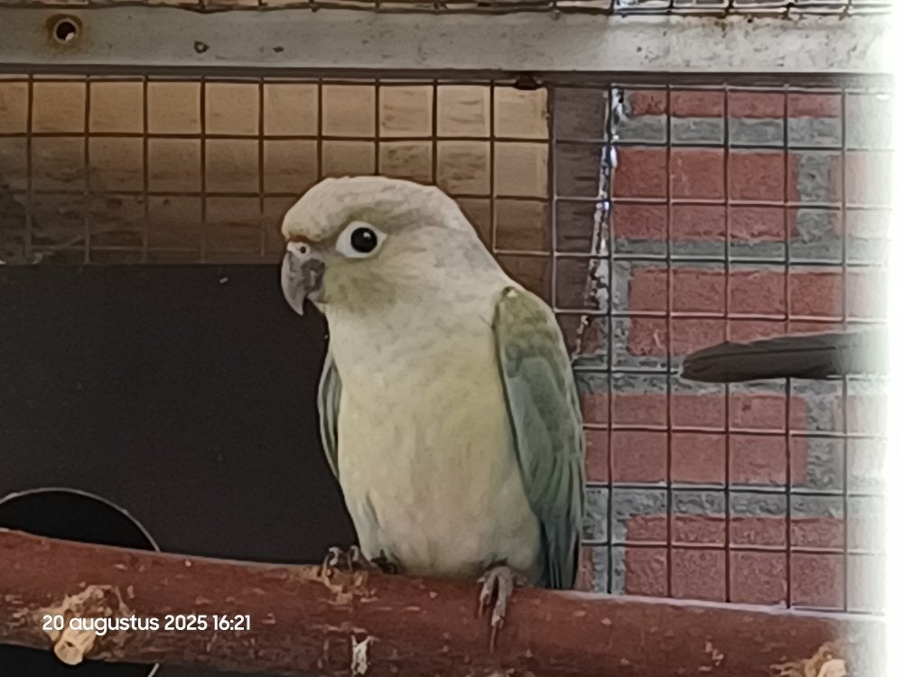 Te koop Pyrrhura molinae, Diensten en Vakmensen